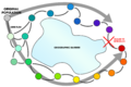 Evidence_of_common_descent