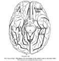 Straight gyrus