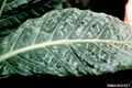 Tobacco mosaic virus symptoms on tobacco