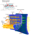 Diagram of adherens junctions showing structural proteins