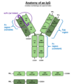 Anatomy of an IgG antibody