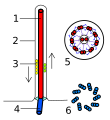 Eukarya Flagella