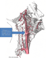 Gray's Anatomy with markup showing carotid artery bifurcation