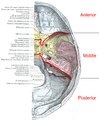 Cranial fossae illustration