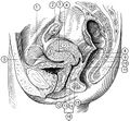 Illustration of the female pelvis