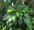 Pouteria sapota leaf cluster