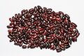Phaseolus vulgaris