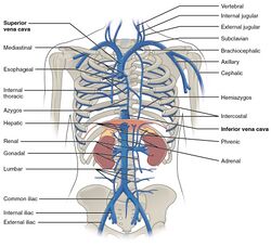 Thoracic Abdominal Veins