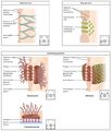 Types of cell junctions