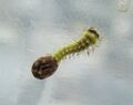 Luna moth 1st instar hatching