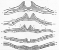 Neural_fold