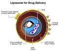 Liposome structure