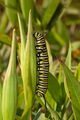 Monarch Butterfly Danaus plexippus Vertical Caterpillar