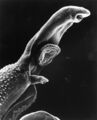 Schistosome Parasite SEM