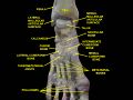 Slide showing metatarsal bones