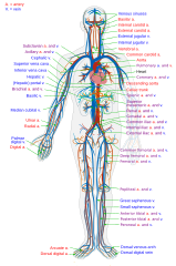Simplified diagram of the human Circulatory system in anterior view.