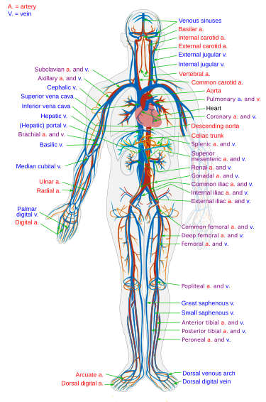 Circulatory_System_en