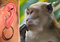 Darwin's tubercle