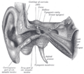 Eardrum