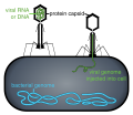 Phage injecting its genome into bacteria