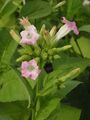 Tabak