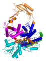 Type I topoisomerase