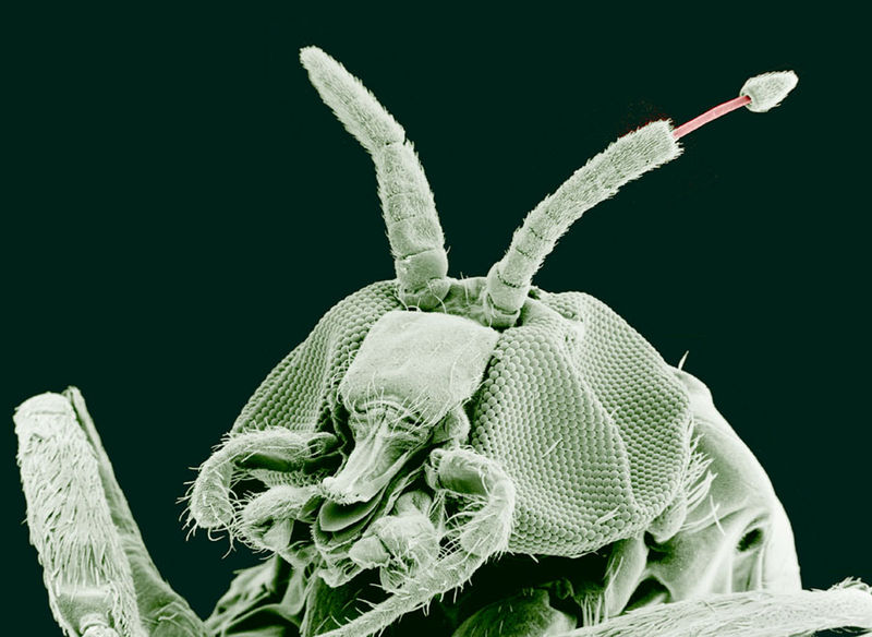 File:Black fly.jpg