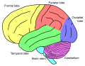 Diagram of the brain showing lobes and brainstem