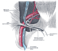 The male reproductive organs.