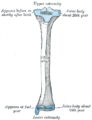Gray's Anatomy illustration of the knee joint