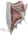 The Obliquus internus abdominis displayed.