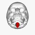 Medulla oblongata and foramen magnum