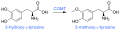 COMT enzyme activity