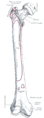 Greater trochanter