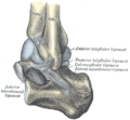 Left talocrural joint