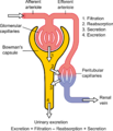 Diagram showing nephron function