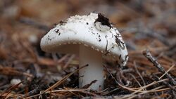 White_mushroom