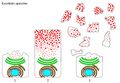 Apocrine sweat gland