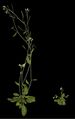 Plant physiology