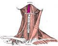 Geniohyoid muscle