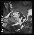 Hoisting a slaughtered steer in Benjamin Lutz's slaughterhouse