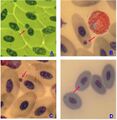 Micronuclei and nuclear abnormalities in peripheral blood erythrocytes of penguins