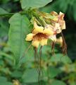 Strophanthus