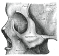 Sphenoid bone
