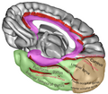 Collateral fissure