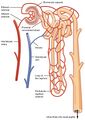 Glomerulus (kidney)