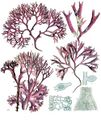 Chondrus crispus - Köhler's Medizinal-Pflanzen