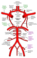 Diagram of the Circle of Willis