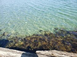 Dancing Seaweed