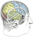 Allochiria